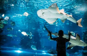 Aquarium Best Activities In Tulsa To Do With Your Kids This Summer
