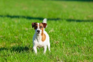 top 10 Dog Parks in Tulsa